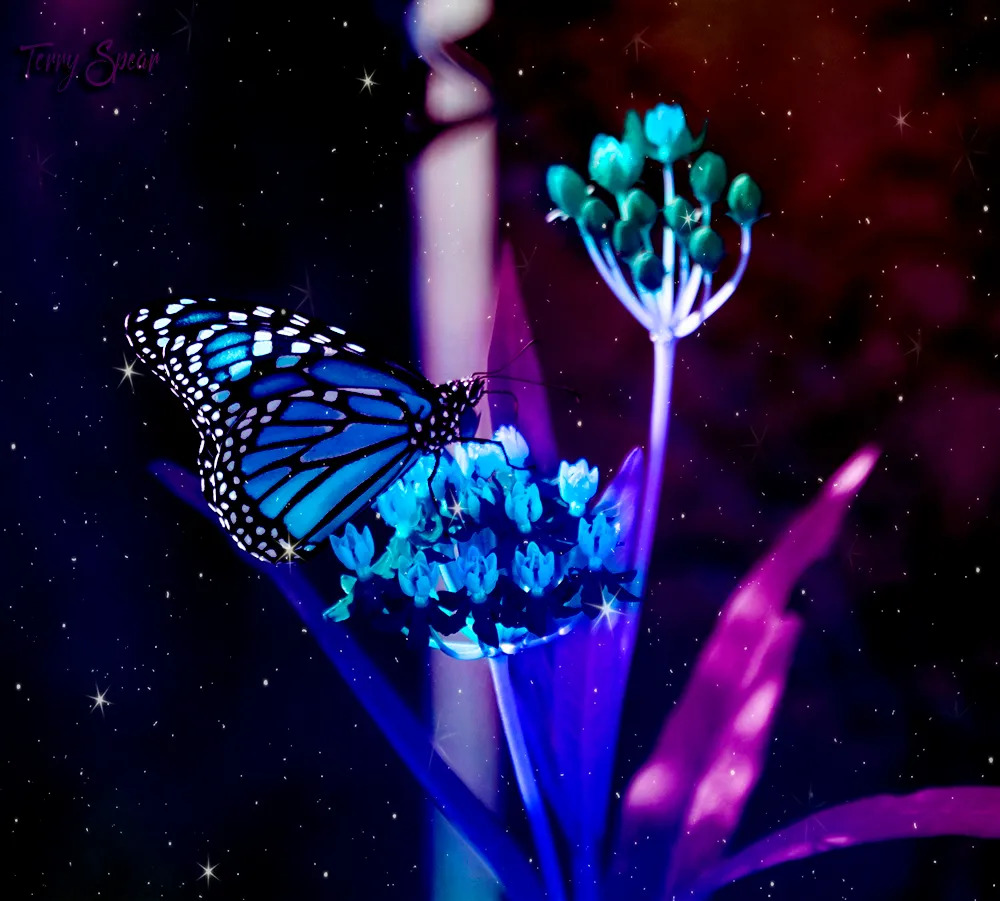 လိပ်ပြာလေးရေ ...